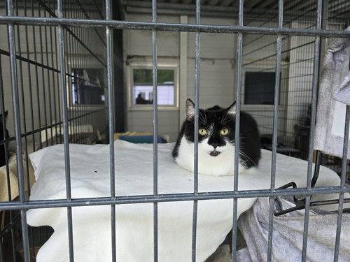 Blick in einen Katzenraum 